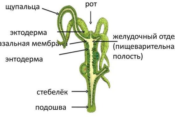 Kraken 4
